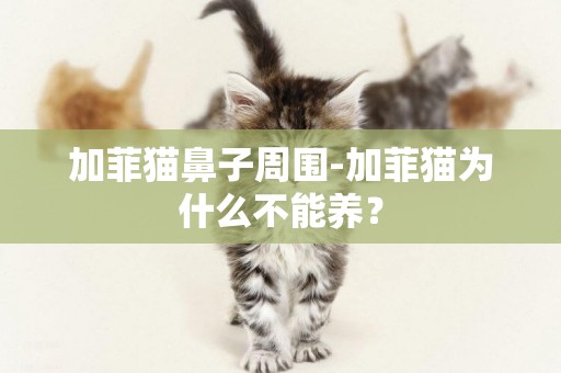 加菲猫鼻子周围-加菲猫为什么不能养？