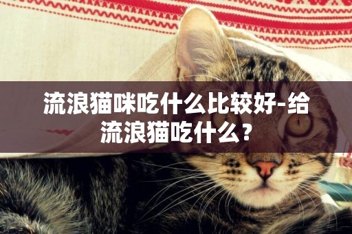 流浪猫咪吃什么比较好-给流浪猫吃什么？