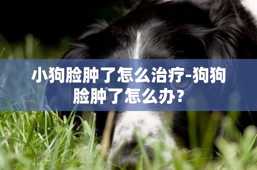 小狗脸肿了怎么治疗-狗狗脸肿了怎么办？