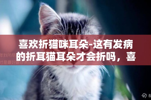 喜欢折猫咪耳朵-这有发病的折耳猫耳朵才会折吗，喜欢猫的前辈们