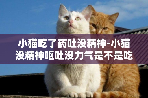 小猫吃了药吐没精神-小猫没精神呕吐没力气是不是吃错东西了