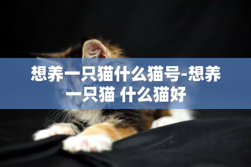 想养一只猫什么猫号-想养一只猫 什么猫好