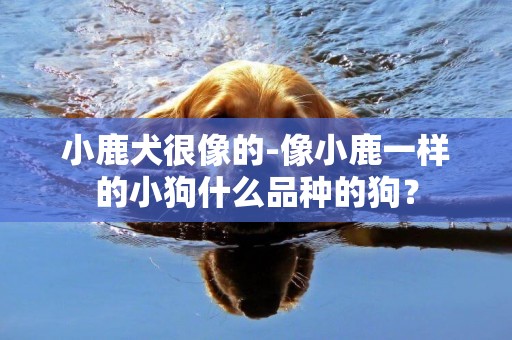 小鹿犬很像的-像小鹿一样的小狗什么品种的狗？