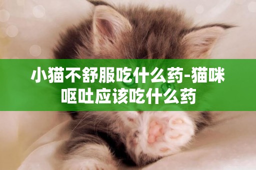 小猫不舒服吃什么药-猫咪呕吐应该吃什么药