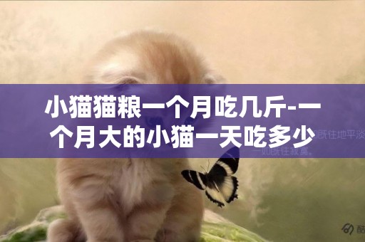 小猫猫粮一个月吃几斤-一个月大的小猫一天吃多少