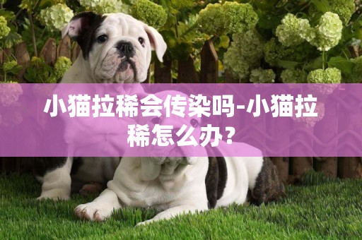 小猫拉稀会传染吗-小猫拉稀怎么办？