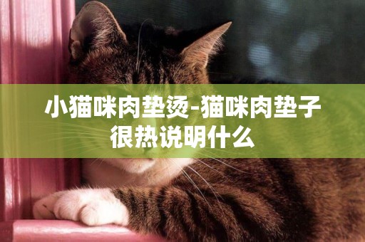 小猫咪肉垫烫-猫咪肉垫子很热说明什么