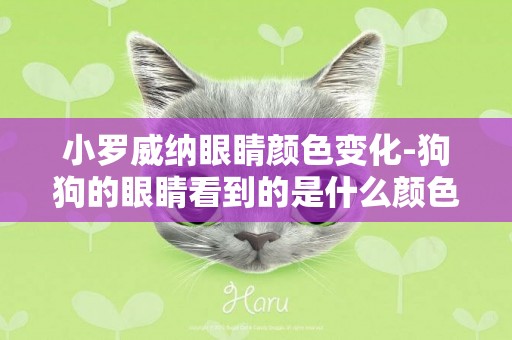 小罗威纳眼睛颜色变化-狗狗的眼睛看到的是什么颜色