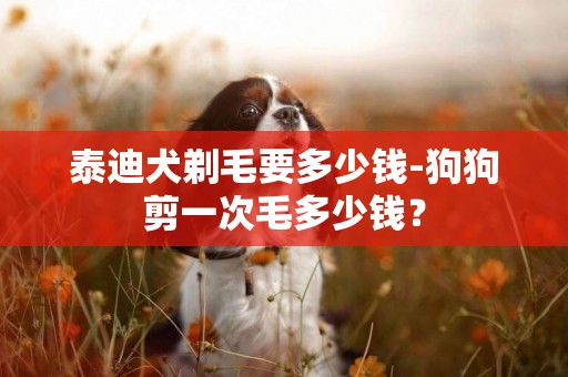 泰迪犬剃毛要多少钱-狗狗剪一次毛多少钱？