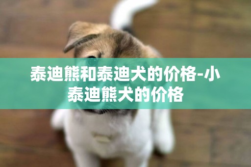 泰迪熊和泰迪犬的价格-小泰迪熊犬的价格