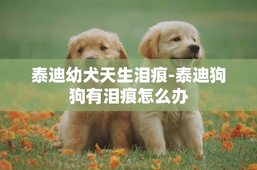 泰迪幼犬天生泪痕-泰迪狗狗有泪痕怎么办