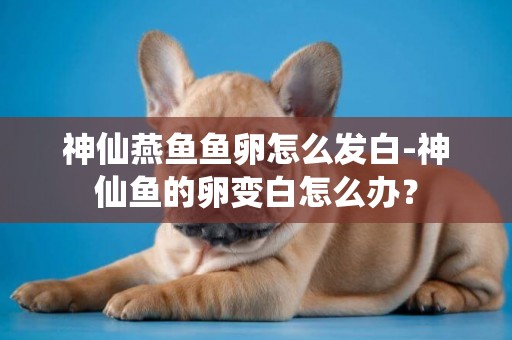 神仙燕鱼鱼卵怎么发白-神仙鱼的卵变白怎么办？