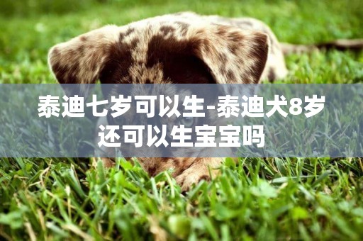 泰迪七岁可以生-泰迪犬8岁还可以生宝宝吗