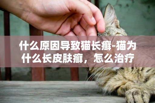 什么原因导致猫长癣-猫为什么长皮肤癣，怎么治疗