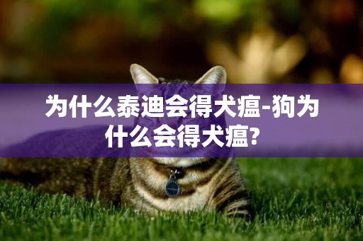 为什么泰迪会得犬瘟-狗为什么会得犬瘟?