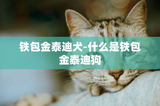 铁包金泰迪犬-什么是铁包金泰迪狗