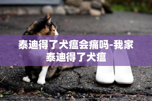 泰迪得了犬瘟会痛吗-我家泰迪得了犬瘟