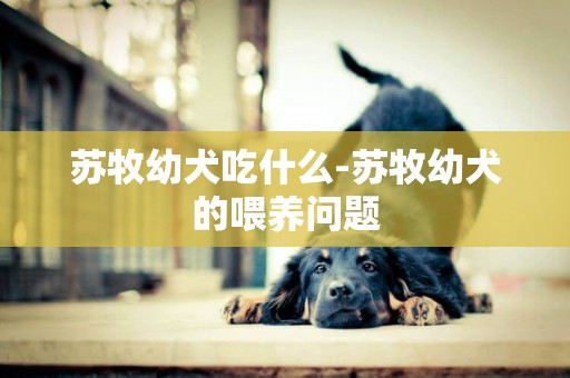 苏牧幼犬吃什么-苏牧幼犬的喂养问题