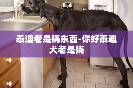 泰迪老是挠东西-你好泰迪犬老是挠