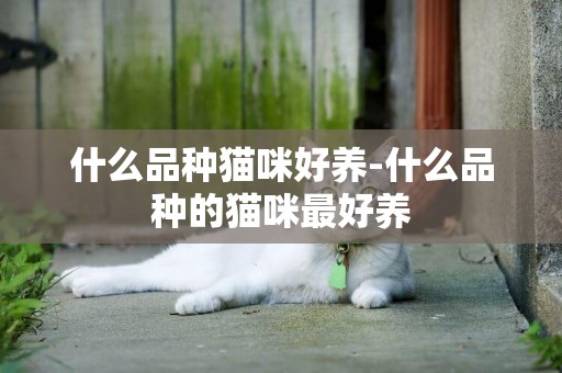 什么品种猫咪好养-什么品种的猫咪最好养