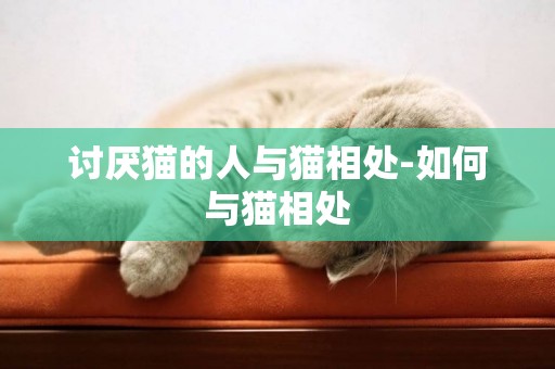 讨厌猫的人与猫相处-如何与猫相处