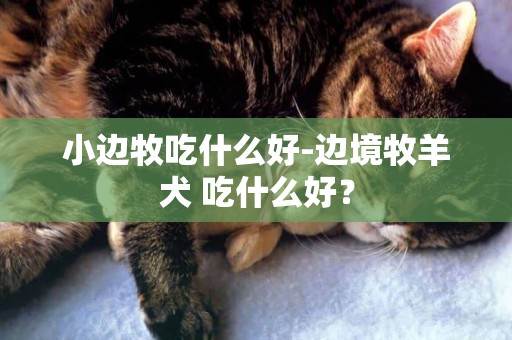 小边牧吃什么好-边境牧羊犬 吃什么好？