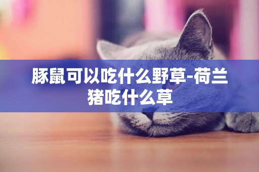 豚鼠可以吃什么野草-荷兰猪吃什么草