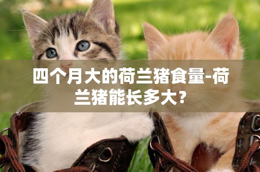 四个月大的荷兰猪食量-荷兰猪能长多大？