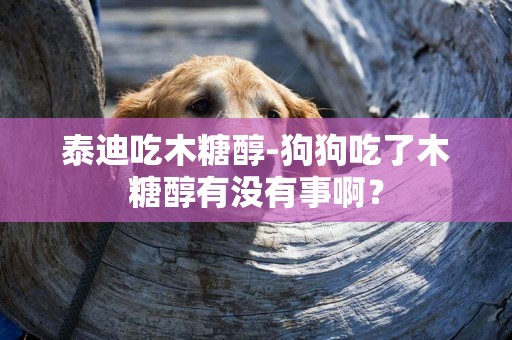 泰迪吃木糖醇-狗狗吃了木糖醇有没有事啊？