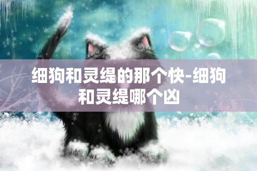 细狗和灵缇的那个快-细狗和灵缇哪个凶