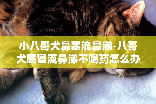 小八哥犬鼻塞流鼻涕-八哥犬感冒流鼻涕不喝药怎么办