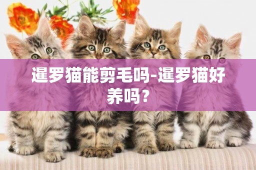 暹罗猫能剪毛吗-暹罗猫好养吗？