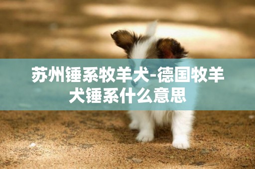 苏州锤系牧羊犬-德国牧羊犬锤系什么意思