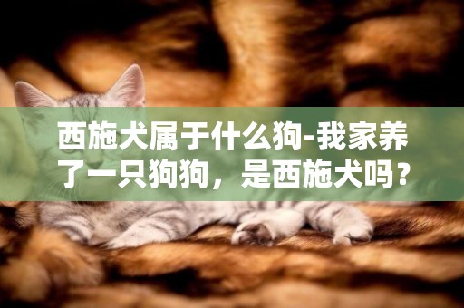 西施犬属于什么狗-我家养了一只狗狗，是西施犬吗？