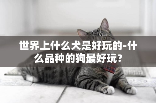 世界上什么犬是好玩的-什么品种的狗最好玩？