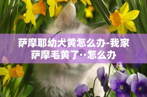 萨摩耶幼犬黄怎么办-我家萨摩毛黄了··怎么办