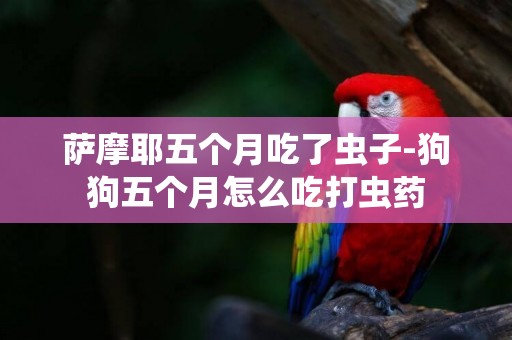 萨摩耶五个月吃了虫子-狗狗五个月怎么吃打虫药