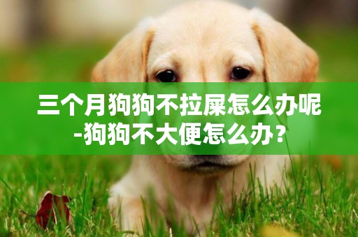 三个月狗狗不拉屎怎么办呢-狗狗不大便怎么办？