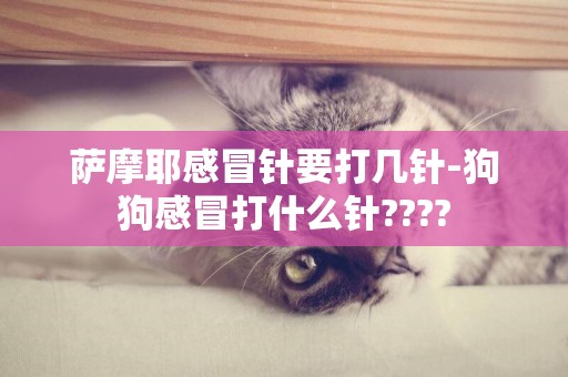 萨摩耶感冒针要打几针-狗狗感冒打什么针????