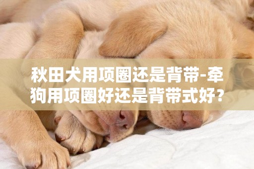 秋田犬用项圈还是背带-牵狗用项圈好还是背带式好？