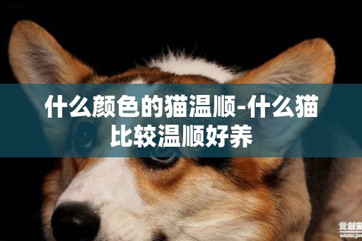 什么颜色的猫温顺-什么猫比较温顺好养