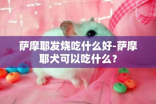 萨摩耶发烧吃什么好-萨摩耶犬可以吃什么？