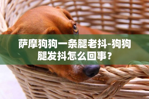 萨摩狗狗一条腿老抖-狗狗腿发抖怎么回事？