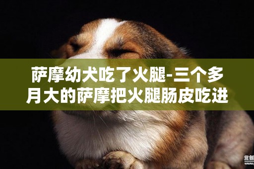 萨摩幼犬吃了火腿-三个多月大的萨摩把火腿肠皮吃进去了怎么办