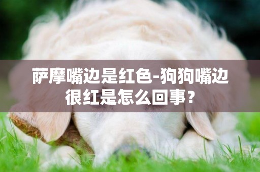 萨摩嘴边是红色-狗狗嘴边很红是怎么回事？