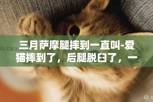 三月萨摩腿摔到一直叫-爱猫摔到了，后腿脱臼了，一碰它就叫。