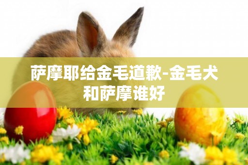 萨摩耶给金毛道歉-金毛犬和萨摩谁好