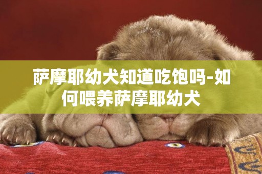 萨摩耶幼犬知道吃饱吗-如何喂养萨摩耶幼犬