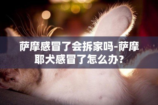 萨摩感冒了会拆家吗-萨摩耶犬感冒了怎么办？