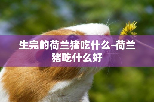 生完的荷兰猪吃什么-荷兰猪吃什么好